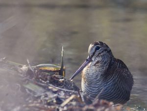 séjour de chasse en Auvergne