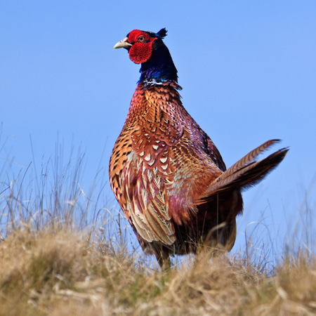 séjour de chasse en Auvergne